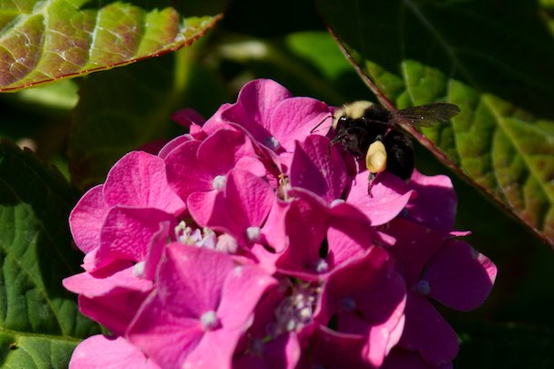 Bee Flower